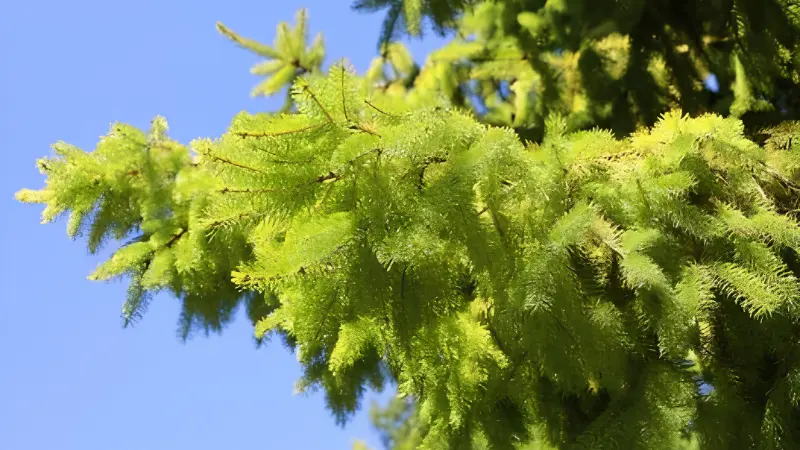 Close-up of Weeping Norway Spruce evergreen needles