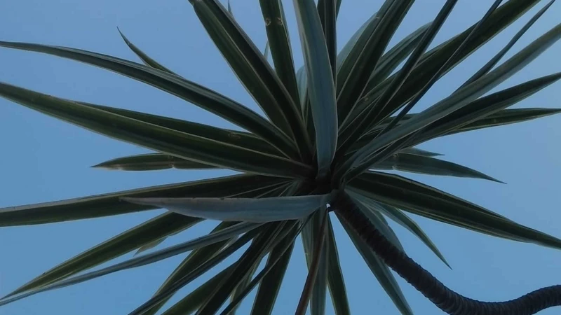 Close-up of Yucca plant pointed green leaves