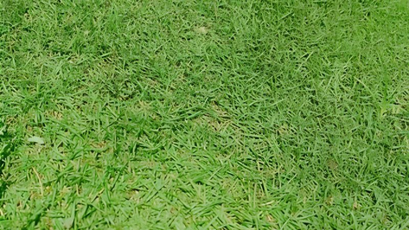 Close-up of Zoysia Grass fine textured leaves