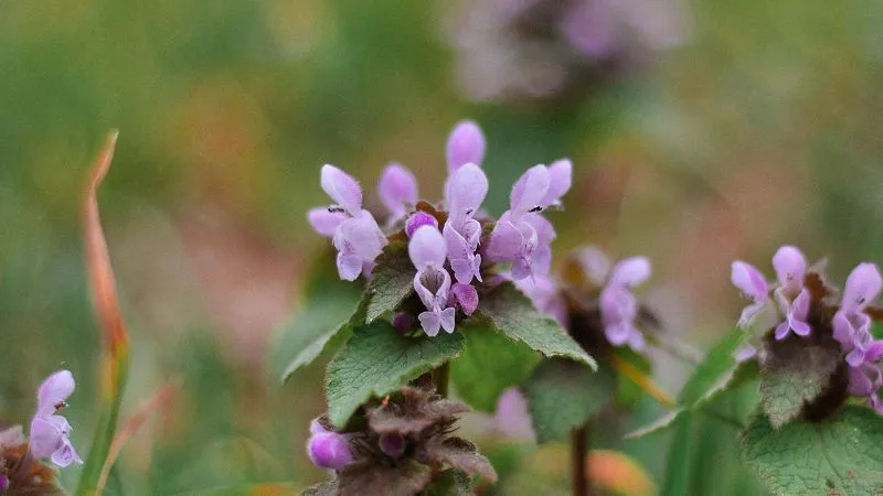 Several Dead Nettle flower stems topped with light purple hooded blooms above green foliage.