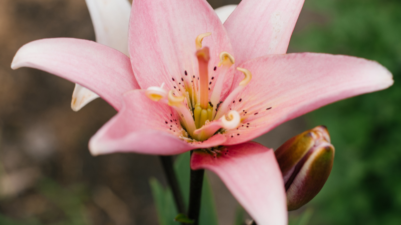 Asiatic lily flowers in a landscaped garden