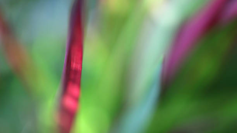 Japanese Blood Grass with bright red ornamental leaves