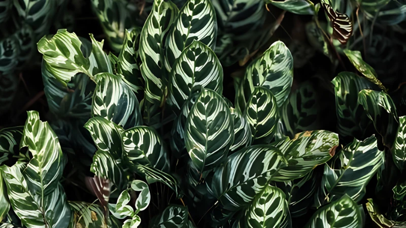 Colorful Peacock Plant with ornamental foliage