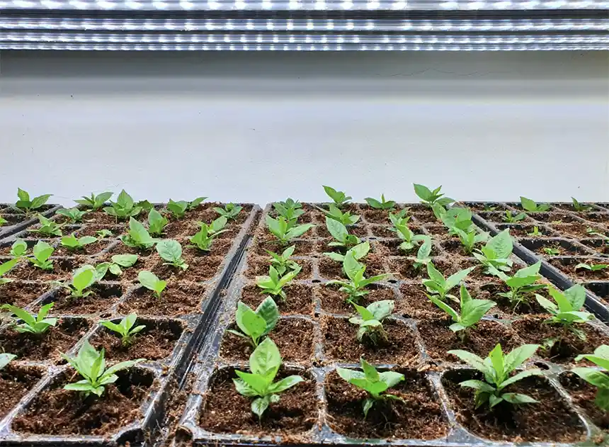 Commercial soil growing setup with seedling trays under grow lights