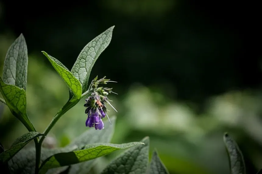 Common Comfrey