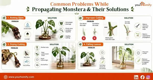 Common Issues Faced While Propagation & their solutions