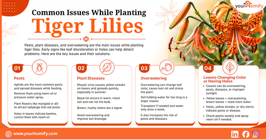Common Issues While Planting Tiger Lilies