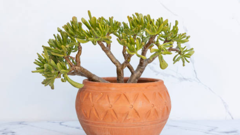 Compact Gollum Jade plant with healthy upright growth