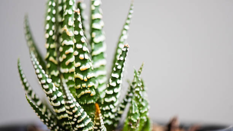Compact Haworthia indoor succulent