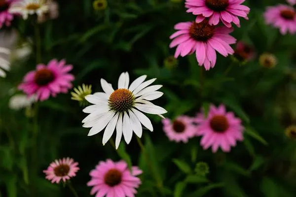 Coneflower