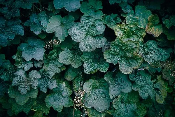 Coral Bells