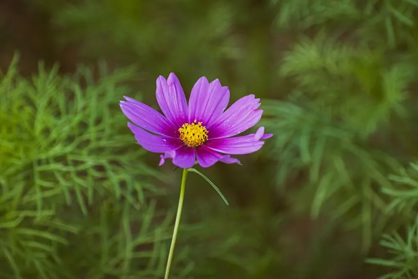 Cosmos