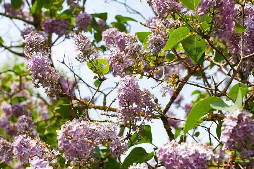Crape Myrtle