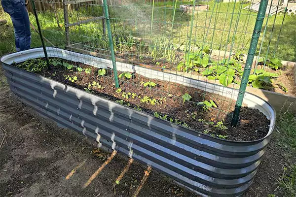 Cucumber in raised garden bed