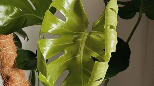 Curling of leaves