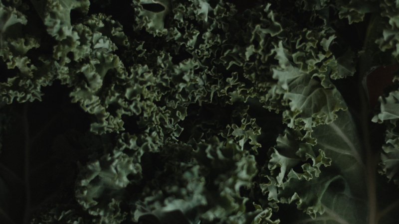Close-up of fresh curly Kale leaves