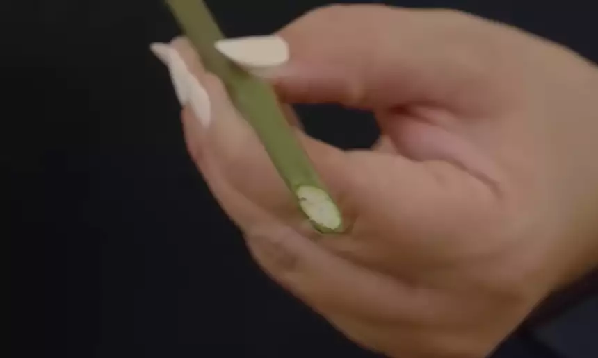 Cut Flowers