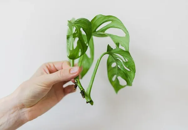 Cutting from Monstera Plant