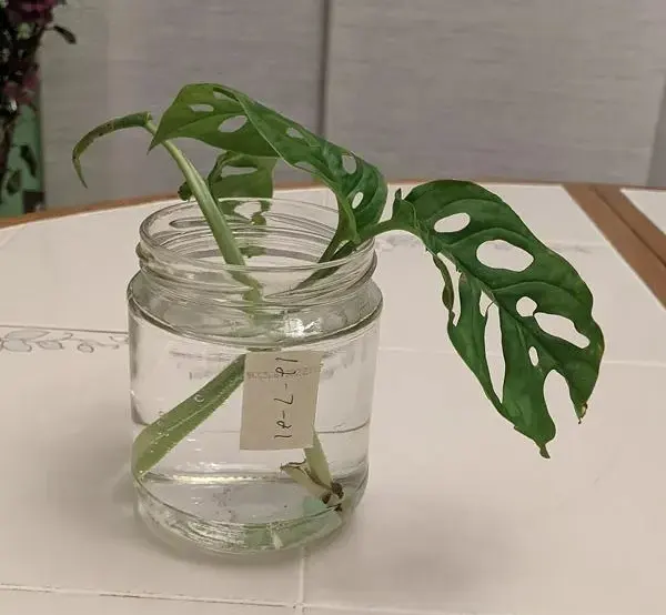 Cutting inside the water jar 