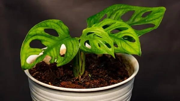 Cutting placed in pot  