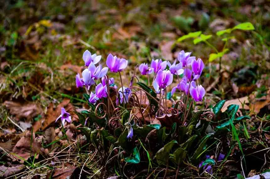 Cyclamen