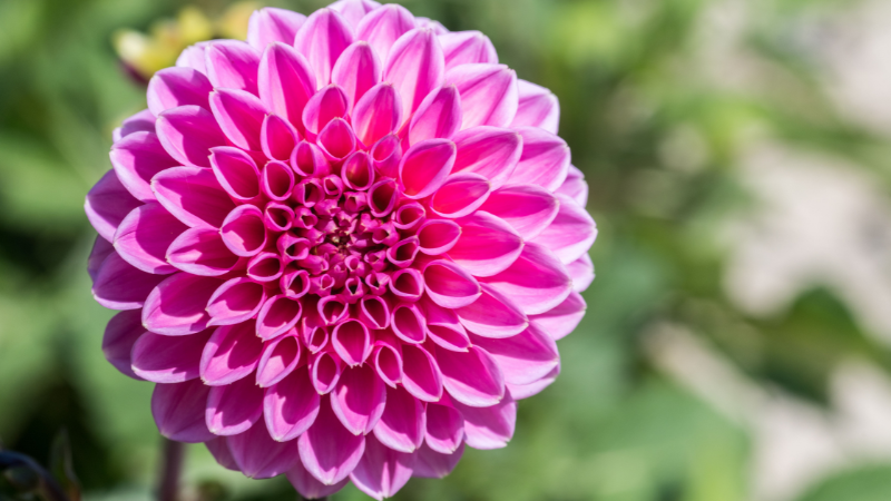 Featured Pink Dahlia flower with layered petals
