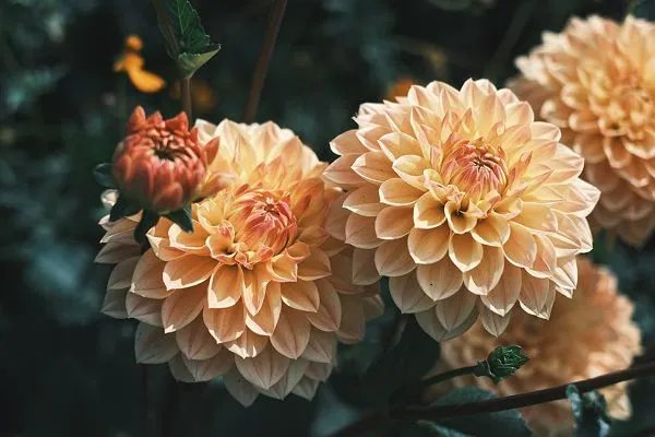 Dahlia 