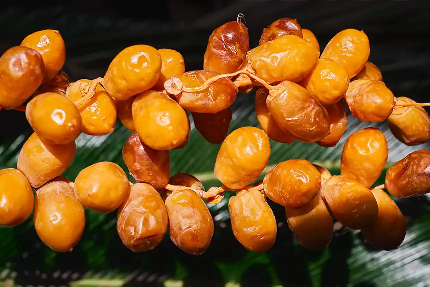Date Fruits in the process of ripening