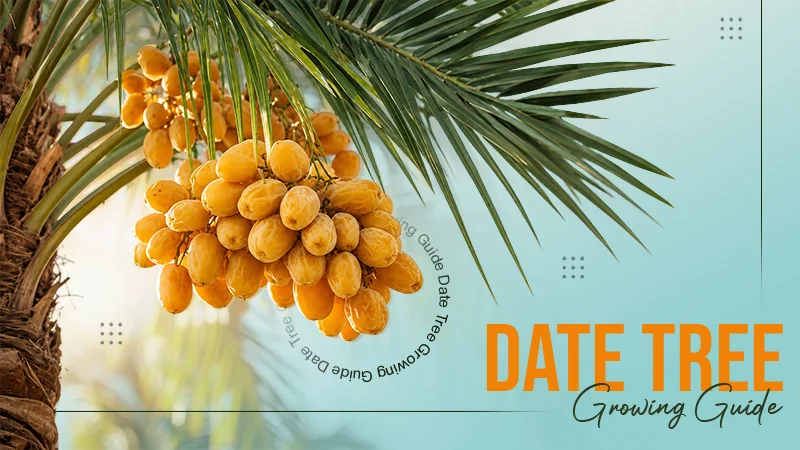 Date Tree Growing Guide