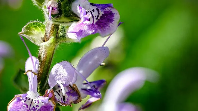 Macro shot of pale purple Dead Nettle flower blooms with dark purple markings against soft green bokeh.
