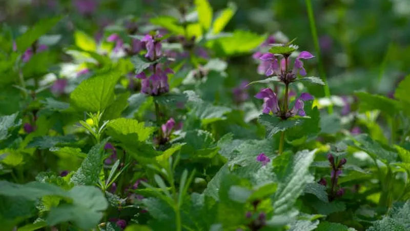 Dense patch of Dead Nettle flower blooms with pink flowers and dew-covered green leaves.