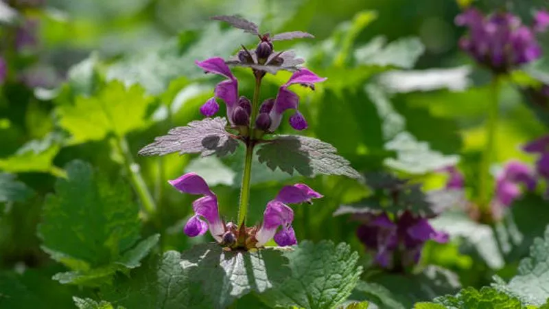 Top view of a Dead Nettle flower plant showing purple flowers and silvery-green leaves in sunlight.