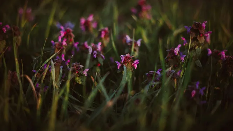 Moody field of purple-pink Dead Nettle flower blooms among tall grass.