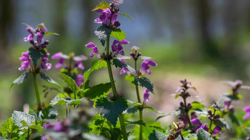 Purple Dead Nettle flower spikes growing in a bright sunlit woodland clearing.