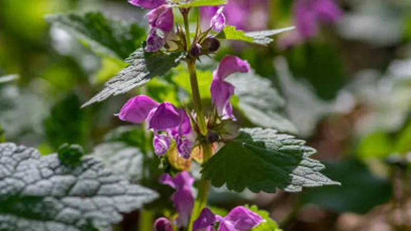 Purple Dead Nettle flower spikes framed by serrated green leaves in close focus.