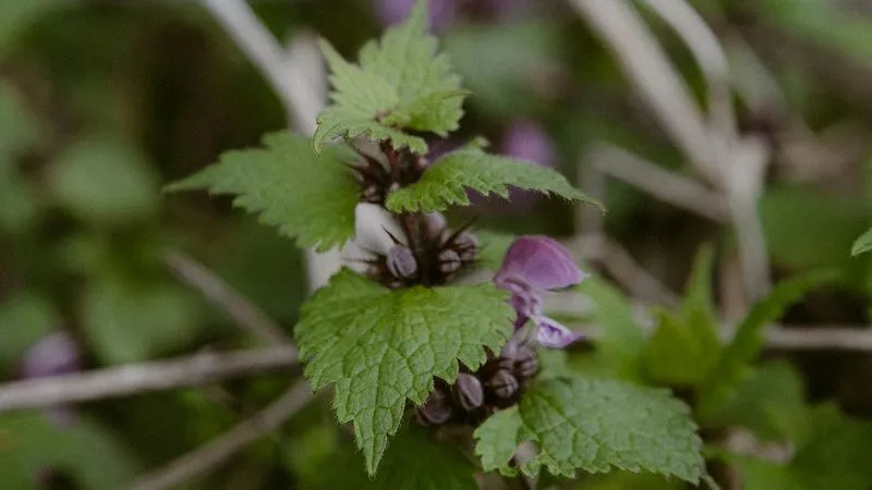 Close-up of jagged green Dead Nettle flower leaves surrounding dark maroon buds.
