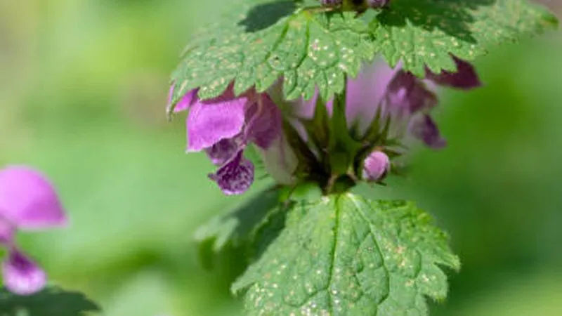 Close-up of veined green Dead Nettle flower leaves with water droplets surrounding small purple blooms.