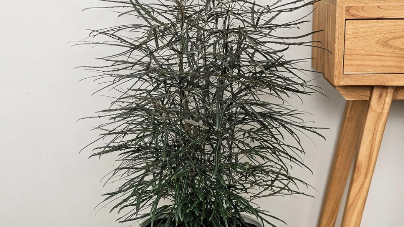 Decorative False Aralia foliage in natural sunlight