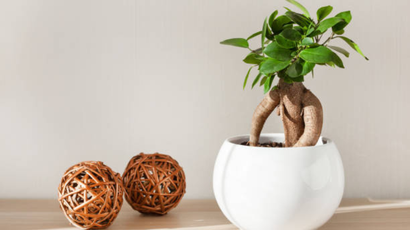Decorative Ginseng Ficus bonsai on display indoors