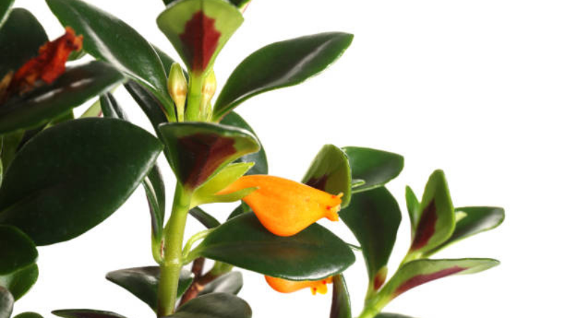 Decorative Goldfish Plant with lush trailing stems