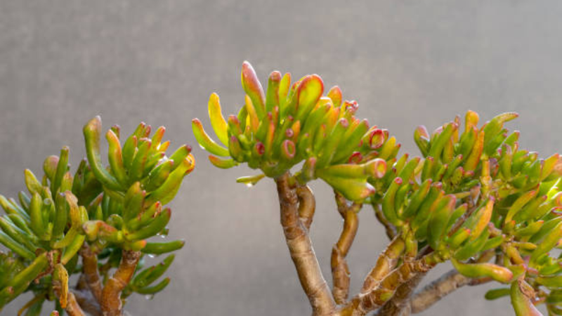 Decorative Gollum Jade succulent with thick fleshy leaves