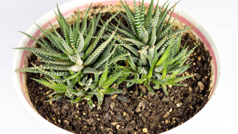 Decorative Haworthia succulent foliage