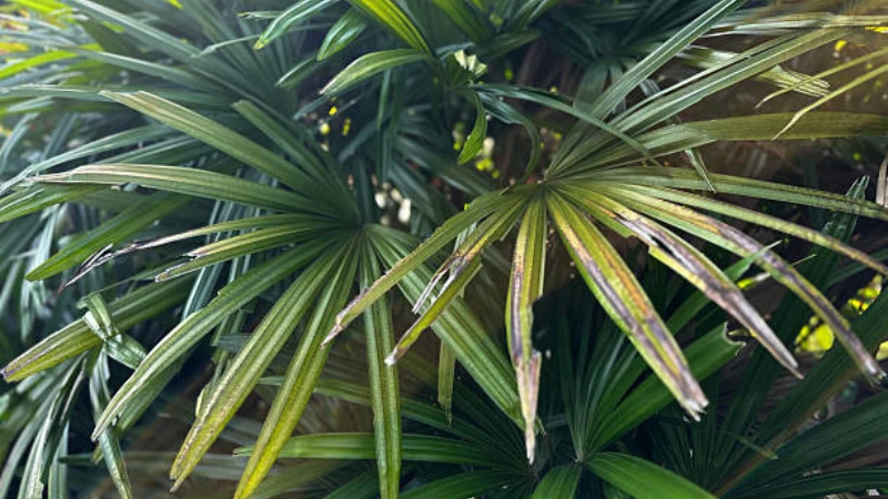 Decorative Lady Palm growing in an indoor container