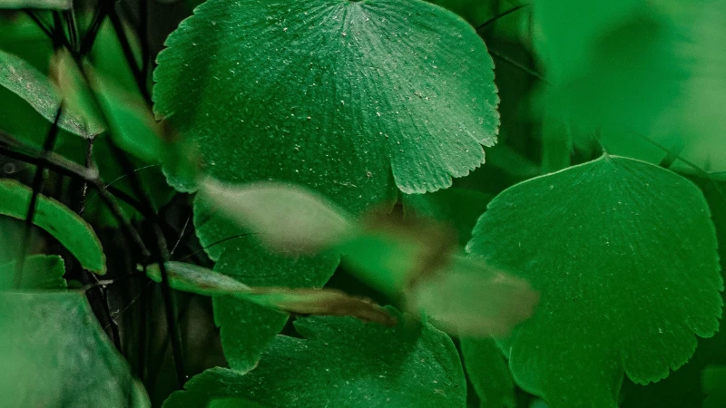 Decorative Maidenhair Fern with healthy fronds