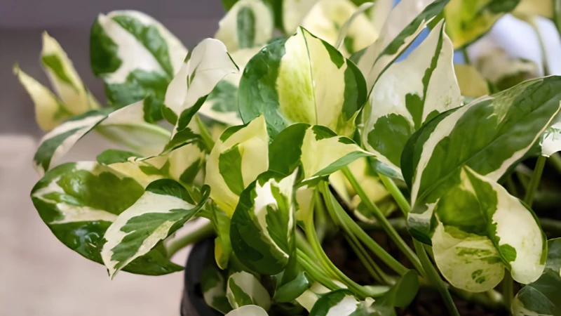 Decorative N'Joy Pothos with compact growth