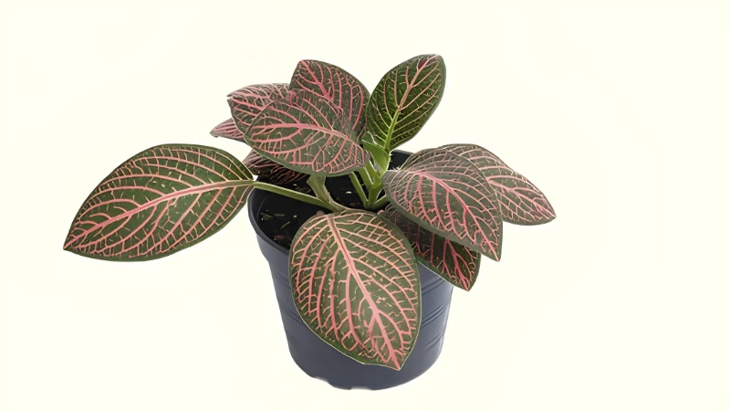 Decorative Nerve Plant with compact growth