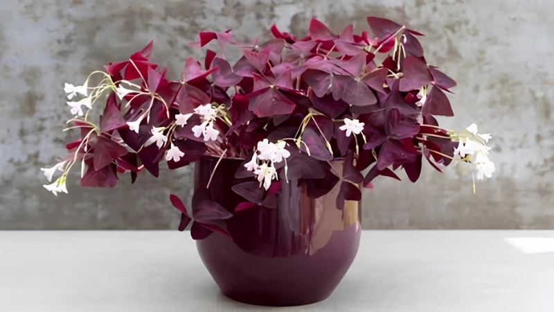 Decorative Oxalis houseplant in a ceramic planter
