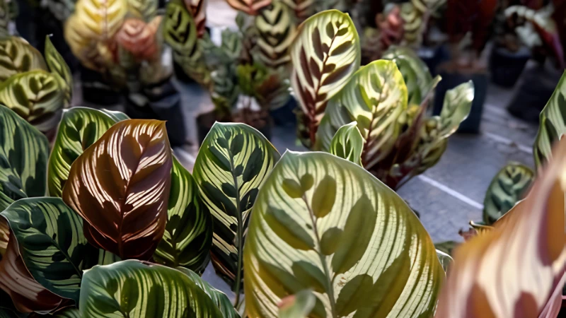 Potted Peacock Plant with patterned leaves