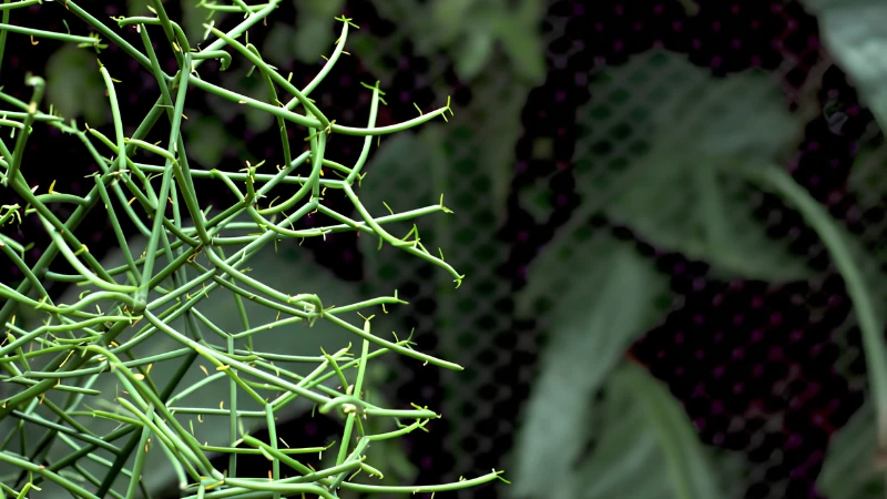 Pencil Cactus used as an indoor ornamental plant
