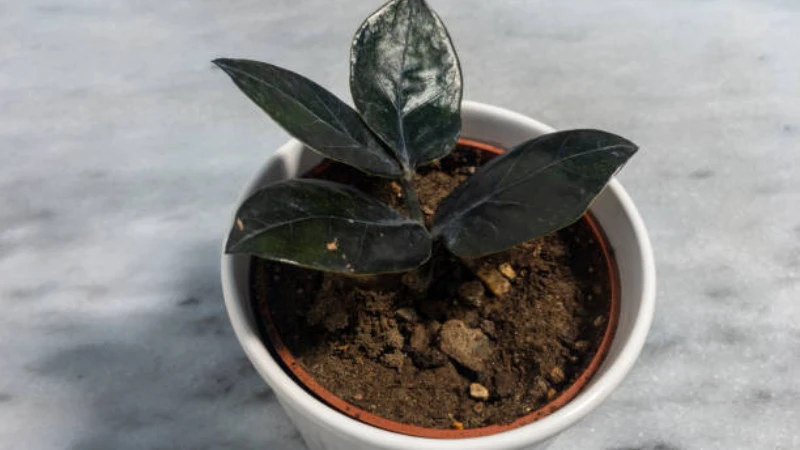 Raven ZZ Plant for indoor decoration